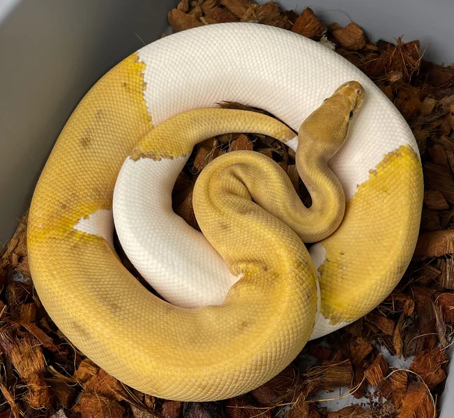 Ultramel G-Stripe Pied 