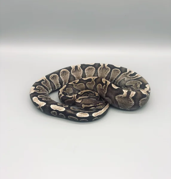 GHI dbl het Hypo/Pied
