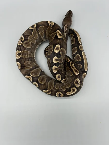 Black Pastel GHI het Hypo