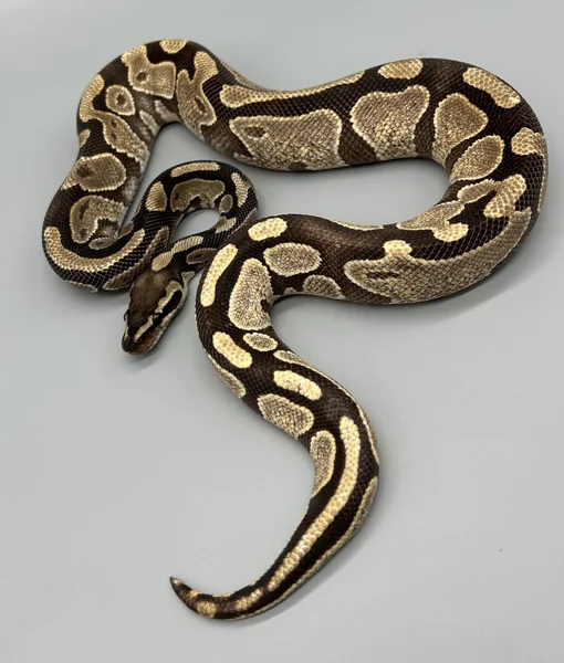 Enchi Redhead
