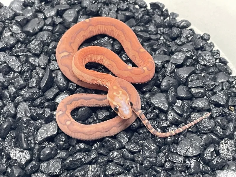 Scaleless Okeetee POS Het Amel Motley