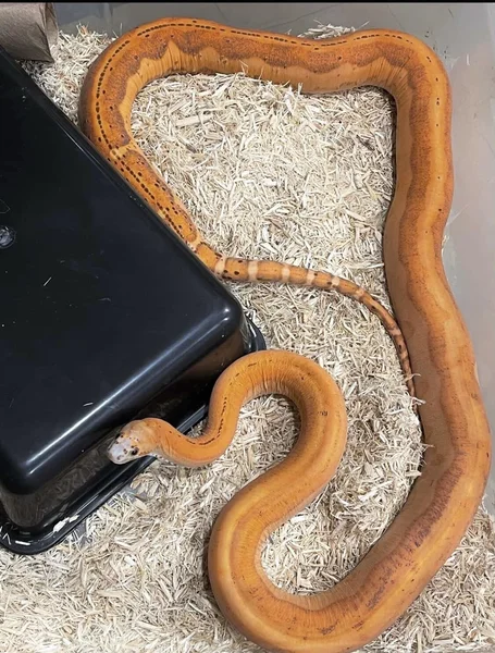 PB Scaleless Het Motley Female