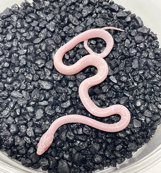 Scaleless Snow