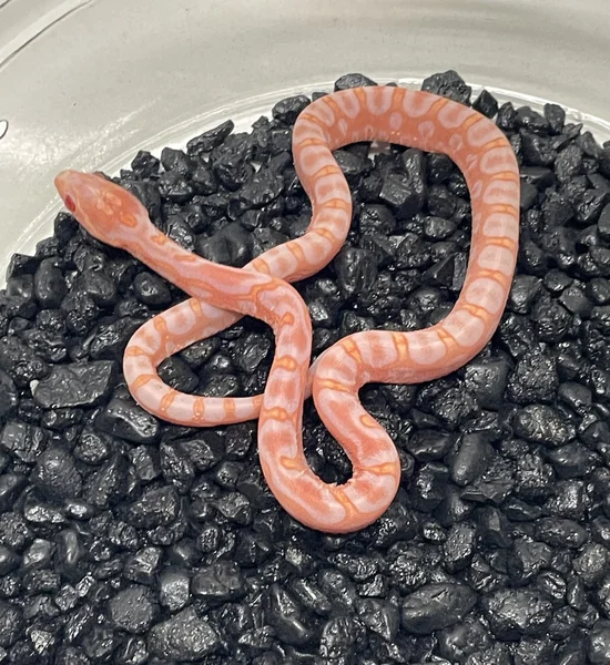 Scaleless Amel Het Anery