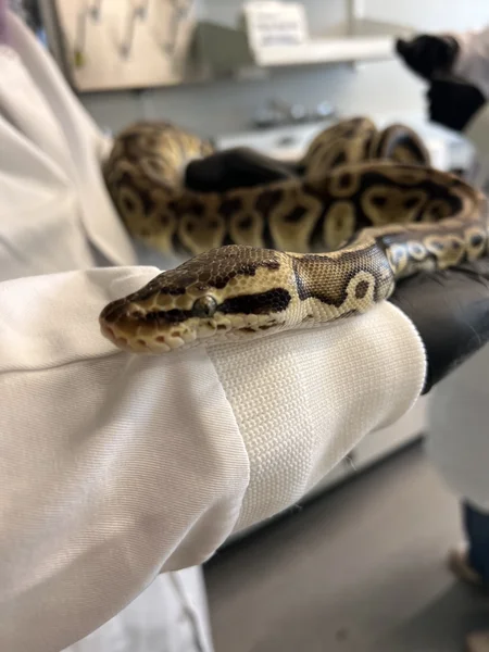 Khaleesi