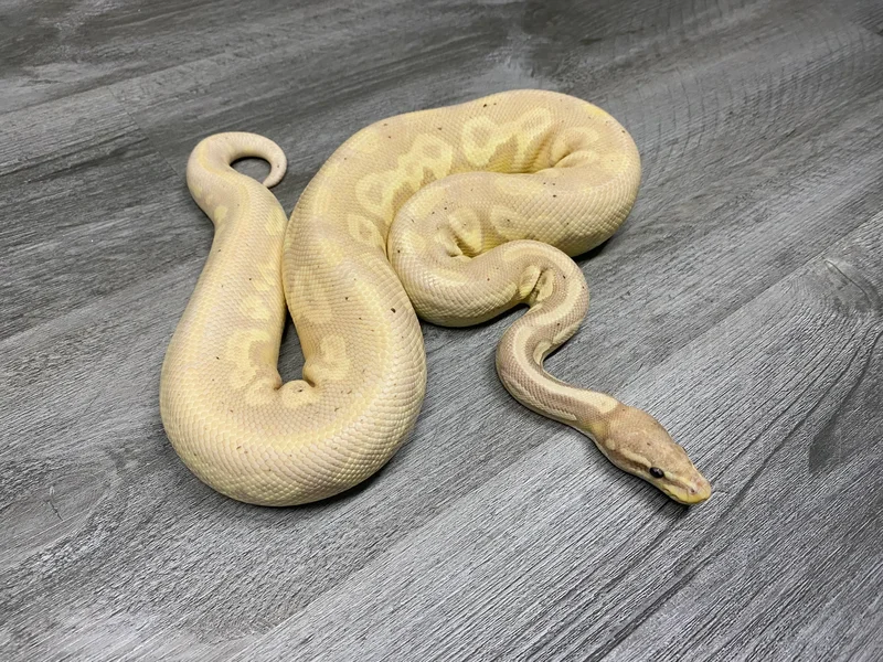 Banana HRA Mojave 100% Pied