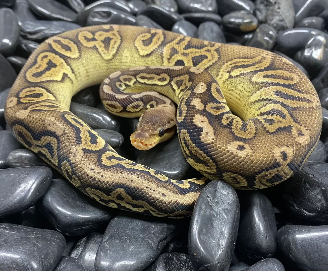 Black Pewter 100% Double Het Albino Clown | Ball Pythons | ReptileAds