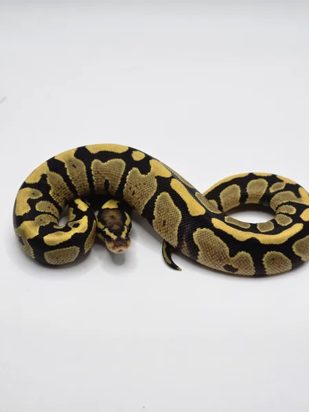 Fire Spotnose