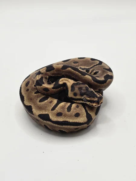 Enchi Leopard Spotnose Yellowbelly Het Clown