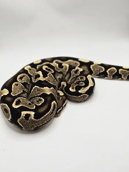 Lace Yellow Belly