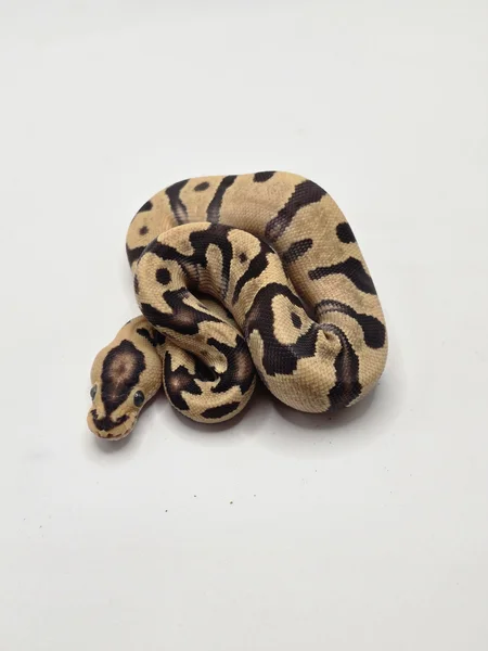 Orange Dream Fire Enchi Yellow Belly Spotnose Het Clown