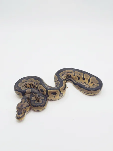 Red Stripe Leo Clown