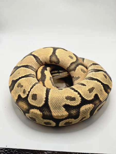 Orange Ghost Enchi Yellow Belly Orange Dream