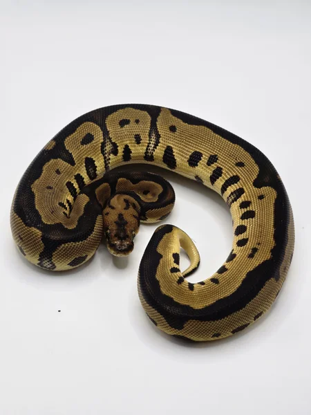 Leopard Clown