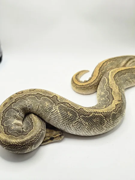 Black Head Enchi Pinstripe Hypo Het Clown