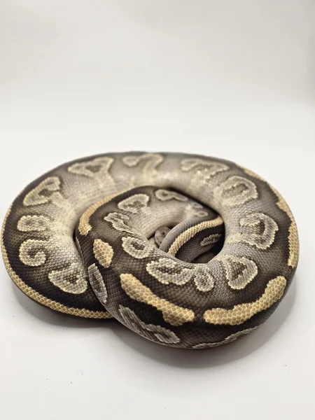 Mojave Mahogany Hypo