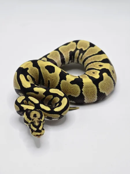 Fire Spotnose Desert Ghost