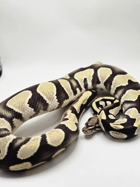 Black Head Orange Dream Desert Ghost