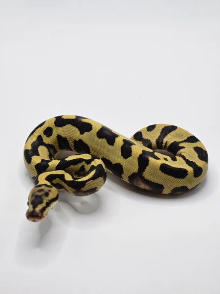 Leopard Spotnose Desert Ghost