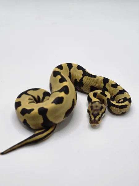 Fire Leopard Spotnose Desert Ghost