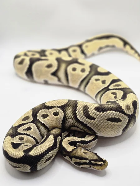 Orange Dream Hypo Het Axanthic VPI