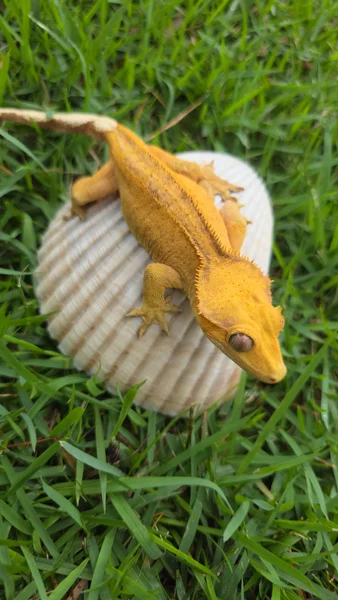 Bright yellow 100% Het Axanthic Pham 