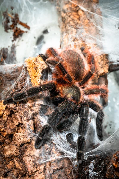 Psalmopoeus victori (Darth Maul) .5" $48