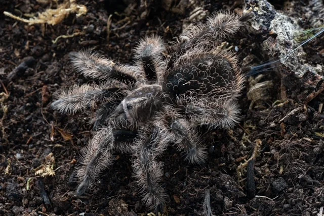 Tliltocatl albopilosus 4" $110