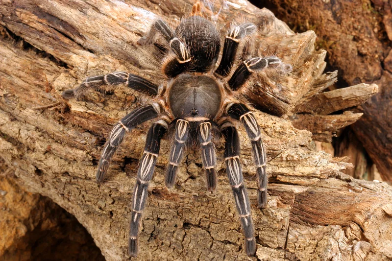 Aphonopelma seemani .5" $25