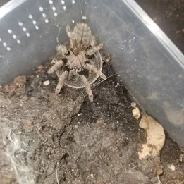 Ornithoctoninae spec. "Ho Chi Minh" (2" unsexed) $100