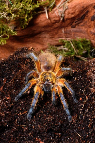 Harpactira pulchripes 2" $60