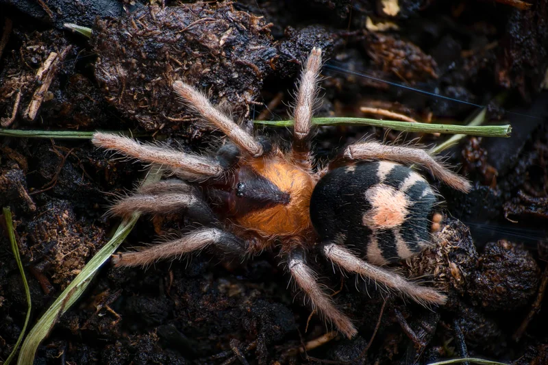Cyriocosmus elegans 1" $70