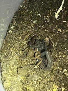Centruroides gracilis scorpion 2.5" $30