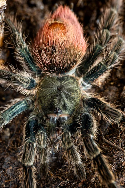 Thrixopelma ockerti 3.5" $110