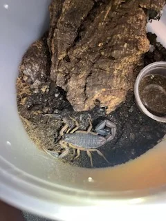 Centruroides margaritatus 3" $47