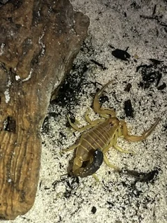 Androctonus australis 1.75" $30