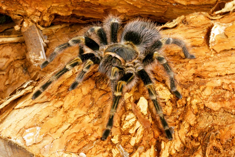 Grammastola pulchripes (Chaco Golden-Knee) .5" $38