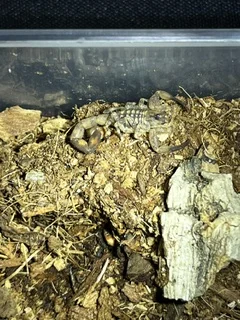 Tityus smithi 1" $30