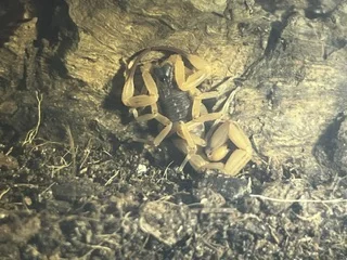 Tytius serratulus 1.75" $40