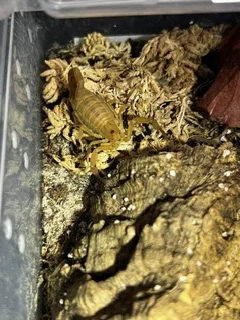 Centruroides sculpturatus 1.75" $20
