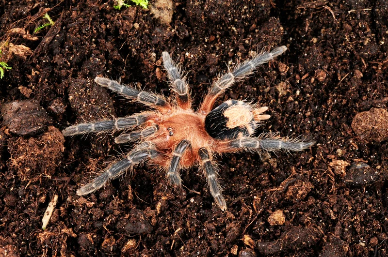 Cyriocosmus perezmilesi (Bolivian Dwarf) .125" $46