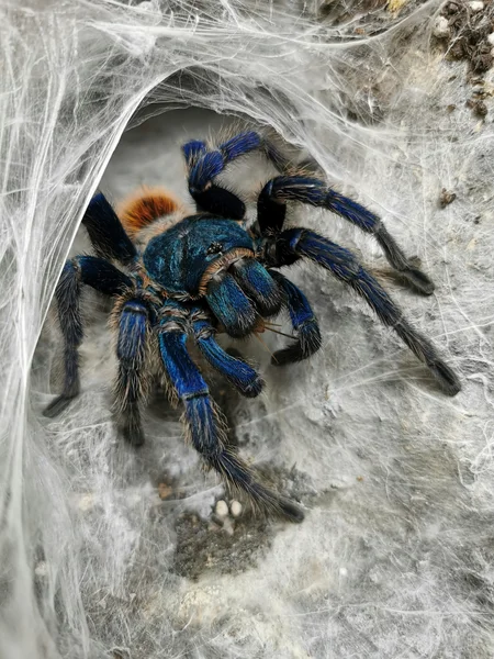 Chromatopelma cyanopubescens (Green Bottle Blue) .75" $52