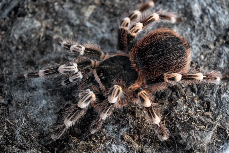 Acanthoscurria geniculata (Brazilian Whiteknee) .25" $18