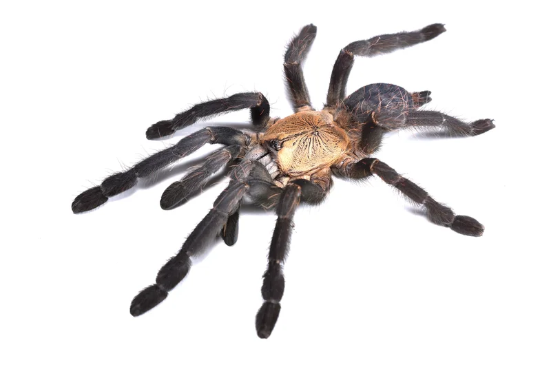Phormingochilus sp. hati hati (Borneo Purple Earth Tiger) 2.5" $65